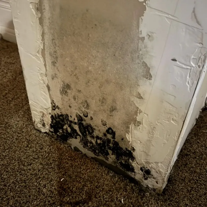 Professional Mold Removal in Livermore, CA